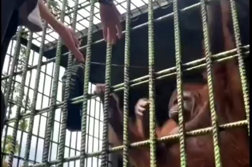 فيديو/ لا تقترب من القرد وإلّا…