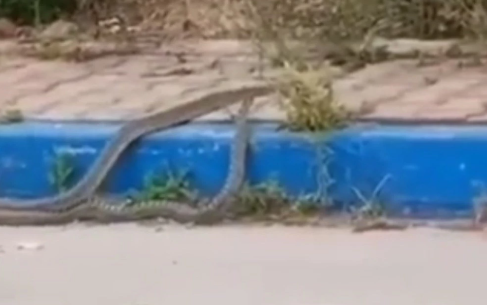 شاهد الفيديو/ ثعابين تتسكّع في شوارع تونس
