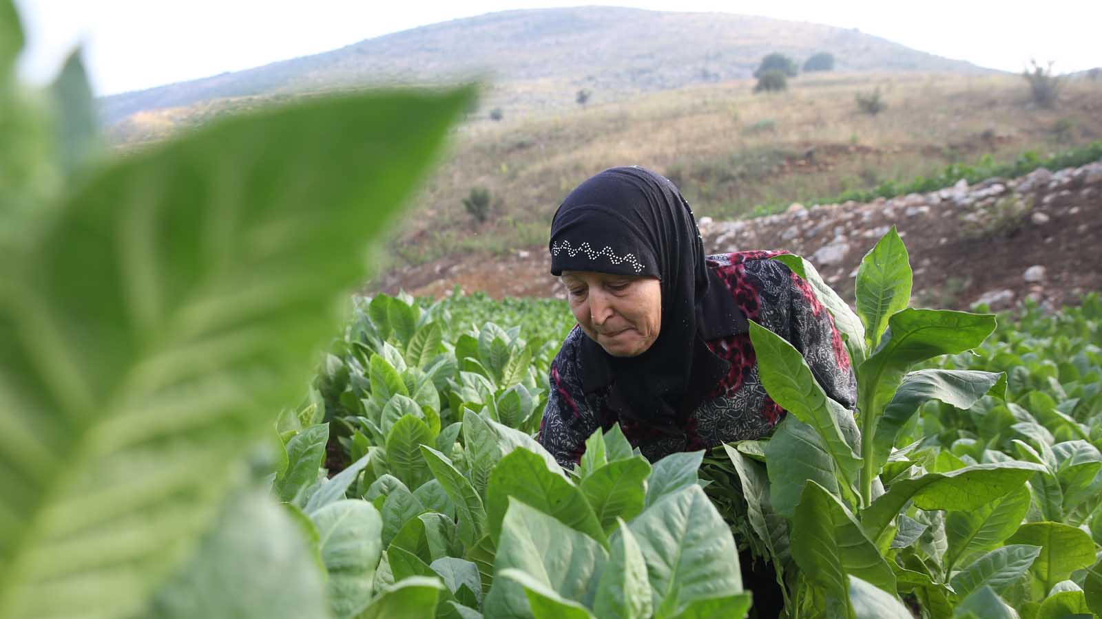 في ندوة هي الأولى من نوعها/ أي آفاق لقطاع زراعة التبغ في تونس