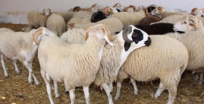 اتحاد الفلاحة: حوالي 1.6 مليون خروف ستكون في الأسواق بمناسبة عيد الأضحى