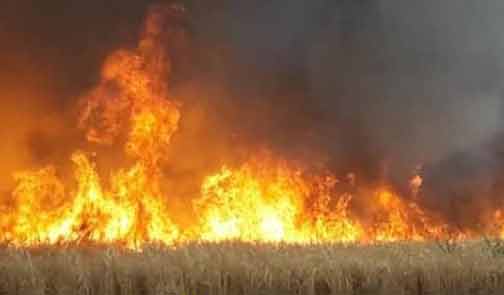 باجة/ حريق يأتي على 35 هكتارا من مزارع القمح