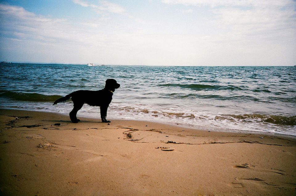 هذه الولاية تقرّ خطية مالية لمن يصطحب كلبا إلى الشاطئ