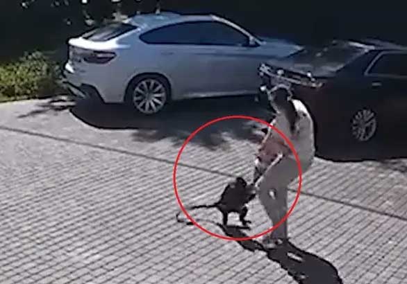 شاهد الفيديو/ قرد شرس يهاجم طفلة والأم تنقذ الموقف