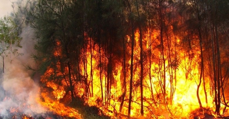 سجنان/ إندلاع حريق في غابات جبل البلادعية