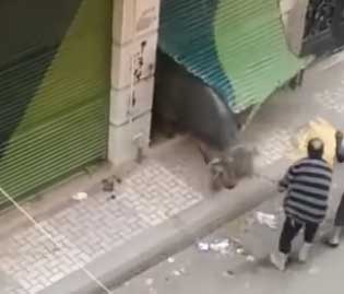 شاهد كوميديا ذبح الأبقار بعيد الأضحى في مصر (فيديو)