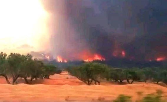 فيديو/ إندلاع حريق هائل بجبل برقو