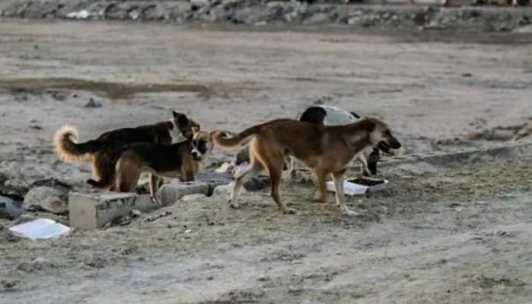 كلاب ضالة تنهي حياة سائحة فرنسية في المغرب