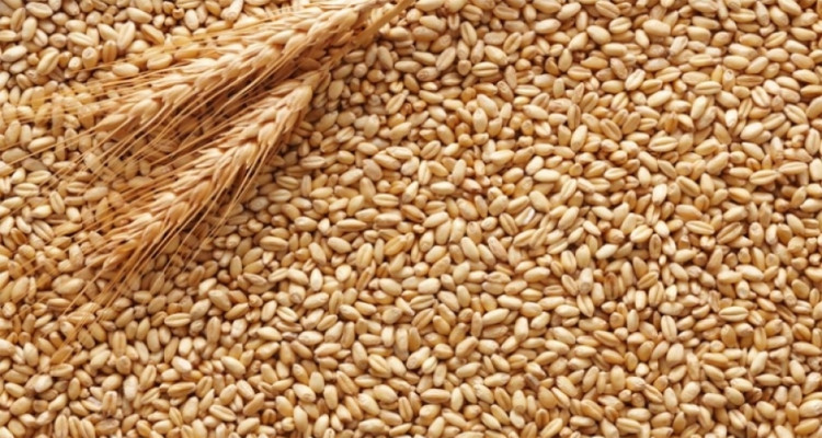 ديوان الحبوب: لن نلجأ لتوريد القمح الصلب في الفترة المقبلة