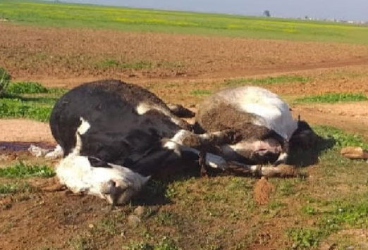 صدور نتائج معاينة نفوق أبقار في بوعرقوب