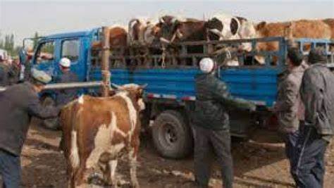 الناطق بإسم محاكم الجهة يروي لـ”تونس الآن” تفاصيل ضبط شاحنة أبقار مهرّبة في سيدي بوزيد