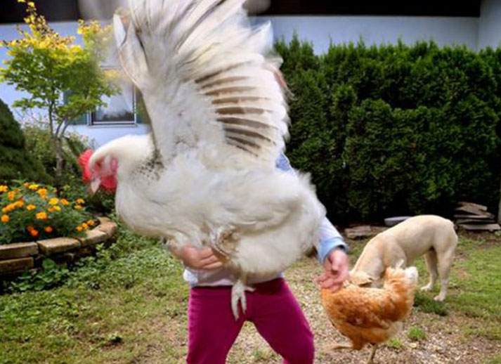 “الدجاج البياض” يحظى بتقاعد مريح في فرنسا
