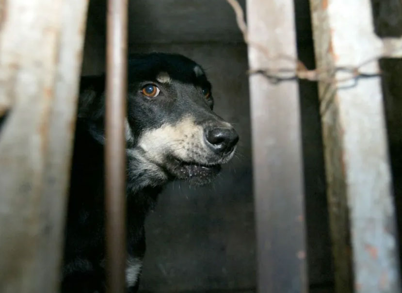 سابقة في المغرب/ حكم قضائي ينصف الكلاب الضالة