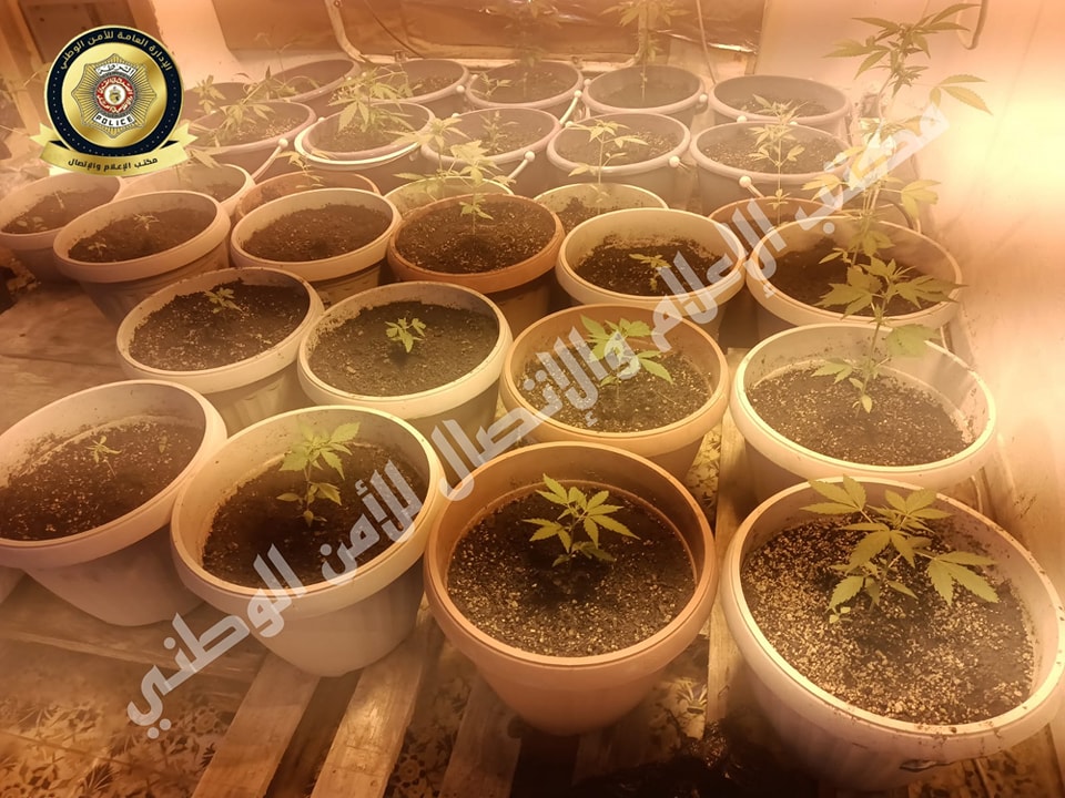 العاصمة/ الاحتفاظ بمروج مخدّرات يزرع “الماريخوانا” بمنزله!!