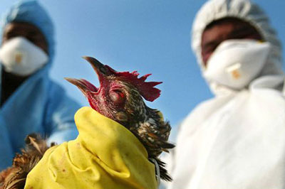 إنفلونزا الطيور تنتشر مجدّدًا بمزارع فرنسا