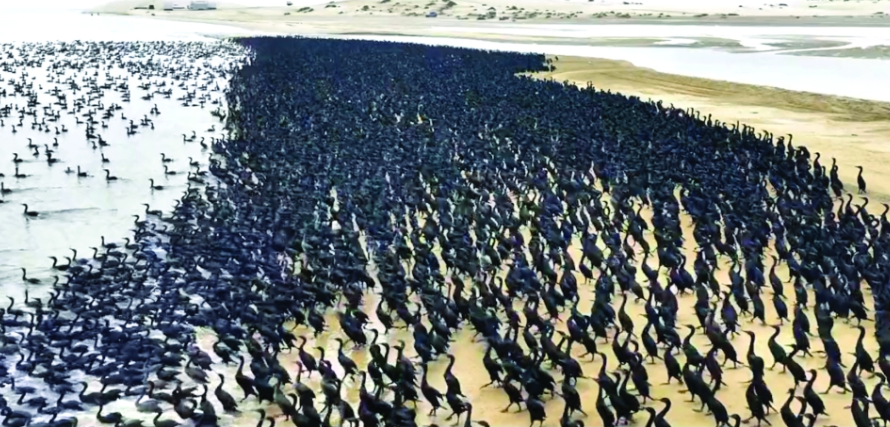 شاهد/ طيور تغزو شواطئ قطر