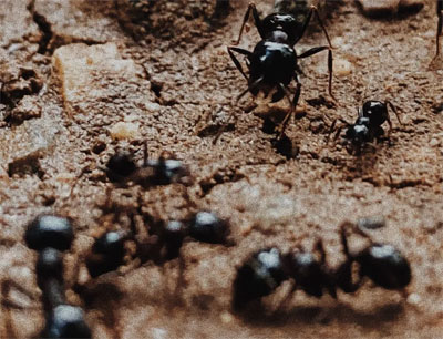 “يشم السرطان”/ علماء يكتشفون قدرات خارقة للنمل
