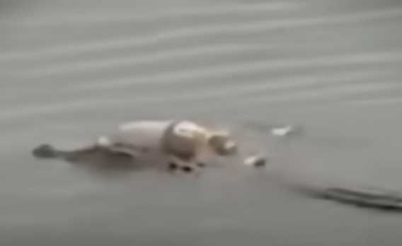 شاهد/ تمساح يعيد جثة طفل لأهله (فيديو)