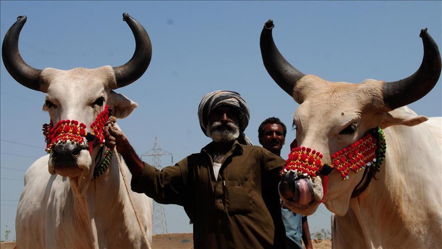 الهند/ قتيلان مسلمان على يد مليشيات لحماية الأبقار