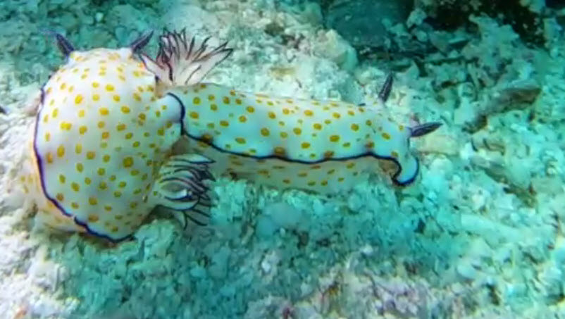 سمكة أم تمساح.. فيديو لـ”كائن غريب” بقاع البحر الأحمر