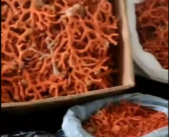 طبرقة/ حجز 30 كلغ من المرجان الخام (فيديو)
