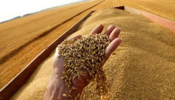 اقتناء 100 ألف طن من القمح وطرح مناقصة لشراء زيوت نباتية