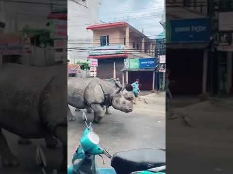 أثار الرعب.. وحيد قرن ضخم يتجول في الشارع ويهاجم المارة