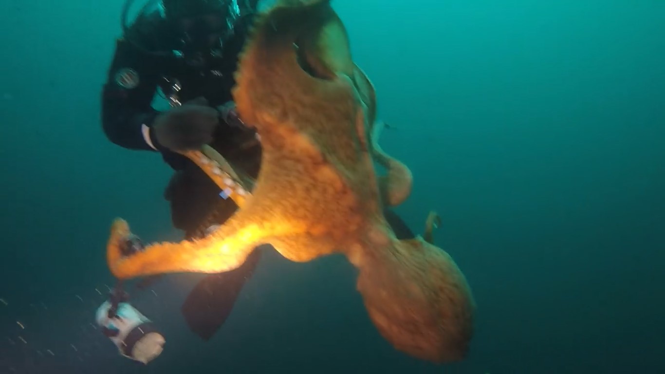 فيديو يحبس الانفاس/ أخطبوط يلتف حول عنق غطاس ويسحبه تحت الماء