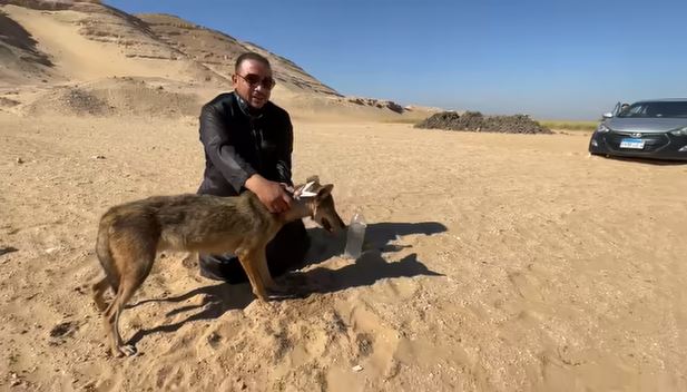 فيديو/ انقاذ ذئب علق عنقه في قارورة بلاستيكية