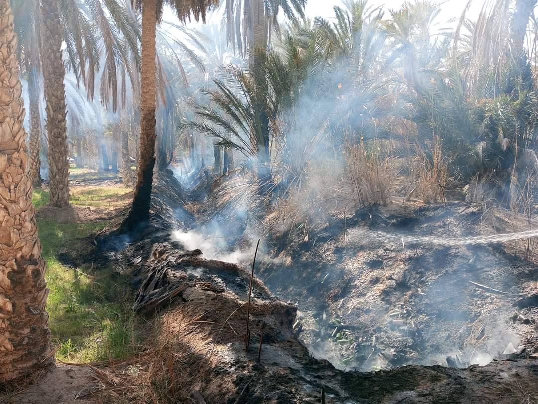 قبلي/ إخماد حريق بواحة الرابطة (صور لتونس الآن)