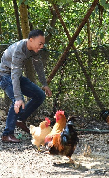 السجن لرجل صيني قام بتخويف الاف الدجاج حتى الموت