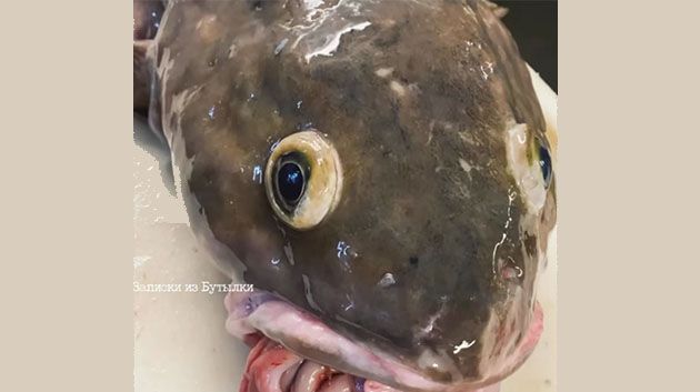 فيديو/ سمكة غريبة الشكل في شبكة صيّاد