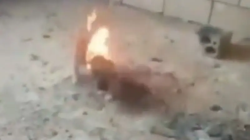 فيديو مُروّع / مراهق يشعل النار بجرو كلب