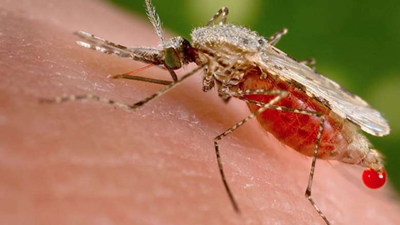 تسجيل إصابات بالملاريا في الولايات المتحدة