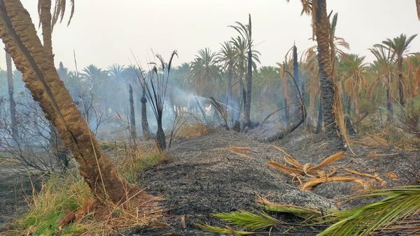 حامة الجريد/ حريقان وتضرر أكثر من 100 اصل نخيل (صور)