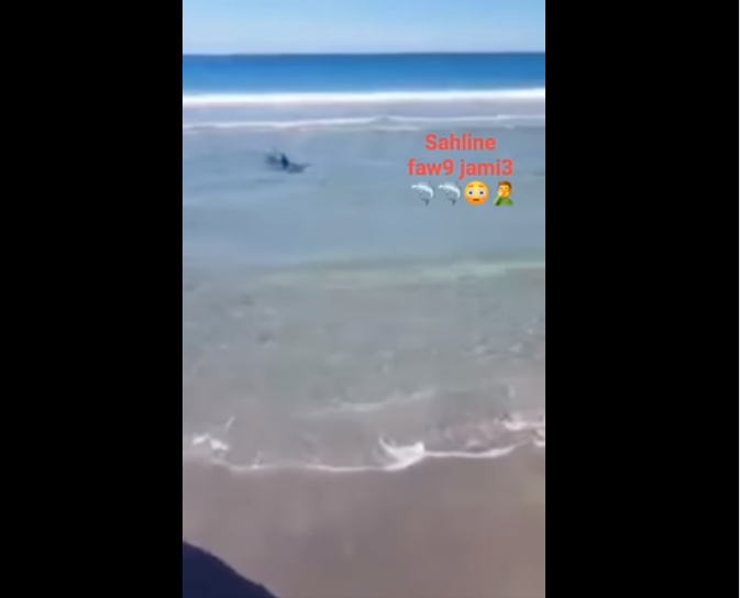 فيديو/ كذبة قرش بساحل المنستير.. من يريد ضرب السياحة التونسية ؟