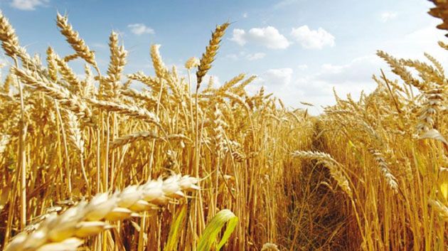 وزارة الفلاحة: تراجع إنتاج الحبوب بنسبة 60%