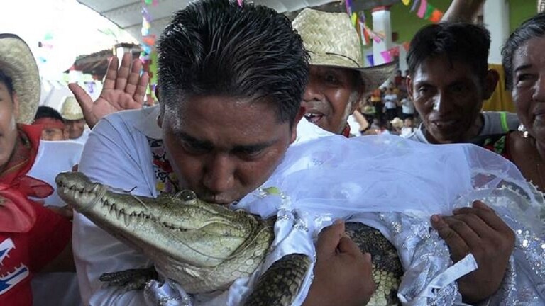 في احتفال ضخم/ رئيس بلدية يتزوج من أنثى تمساح !