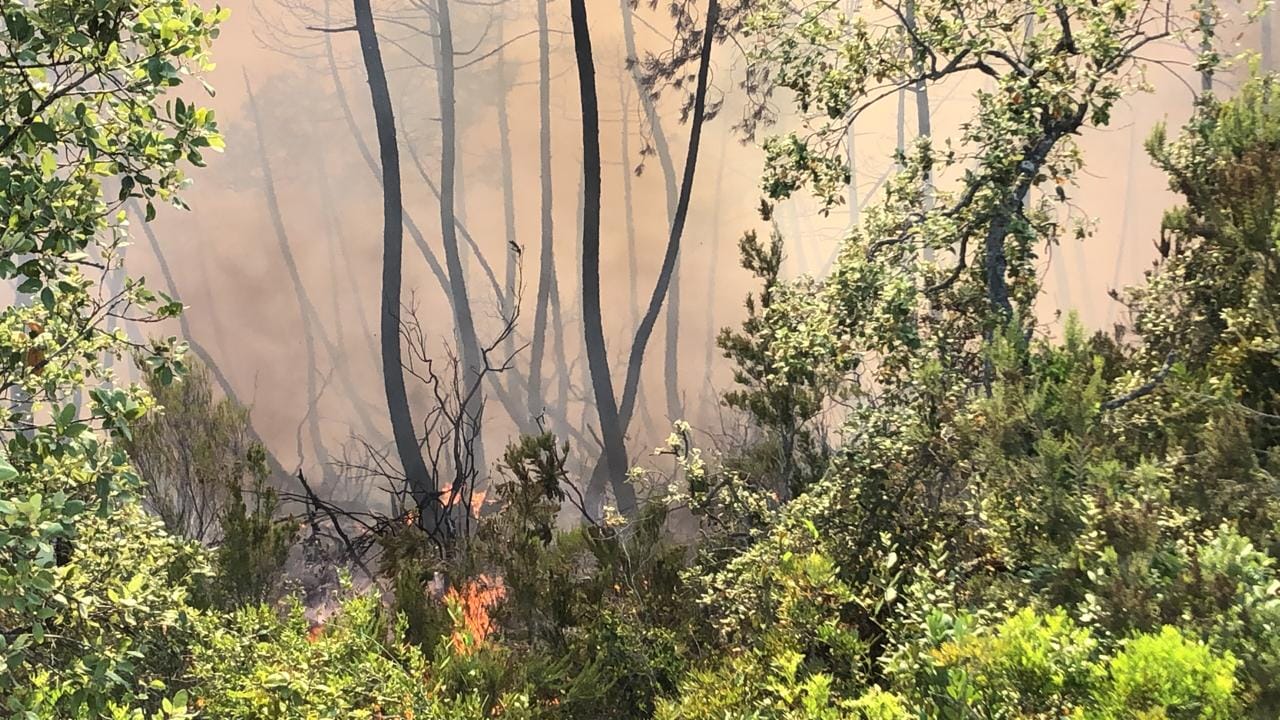 طبرقة/ اندلاع حريق بغابة في ملولة (صور)
