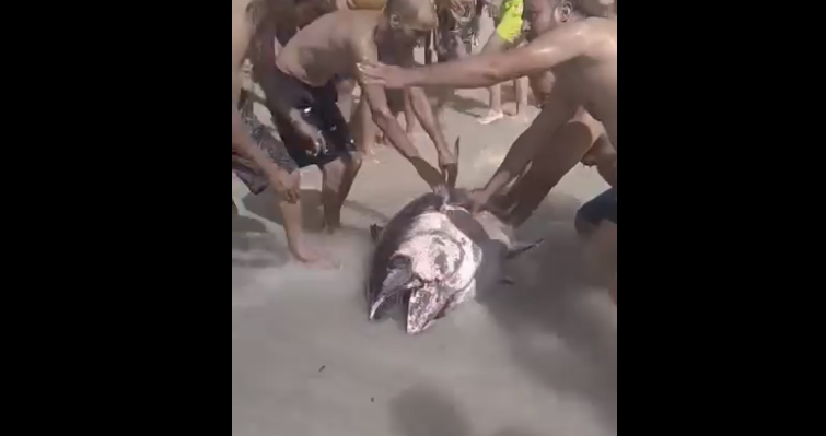 فيديو/ سمكة عملاقة تسبح مع المصطافين في المهدية