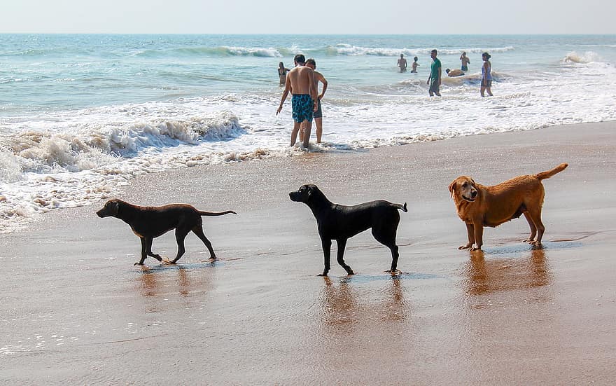 منع اصطحاب الكلاب الى البحر