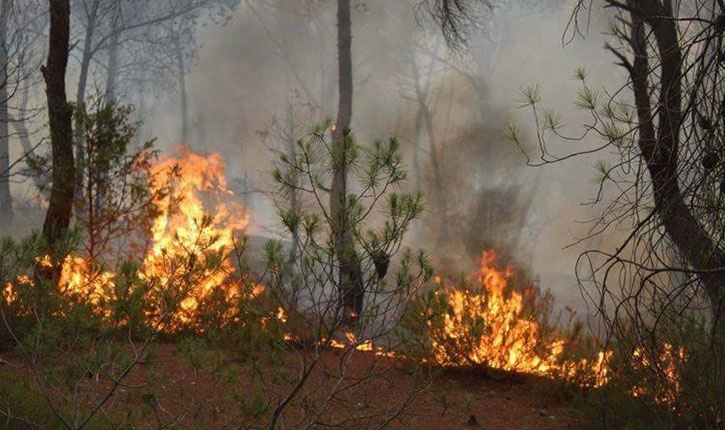 منزل تميم / الاحتفاظ ب6 أشخاص اضرموا النار في غابة