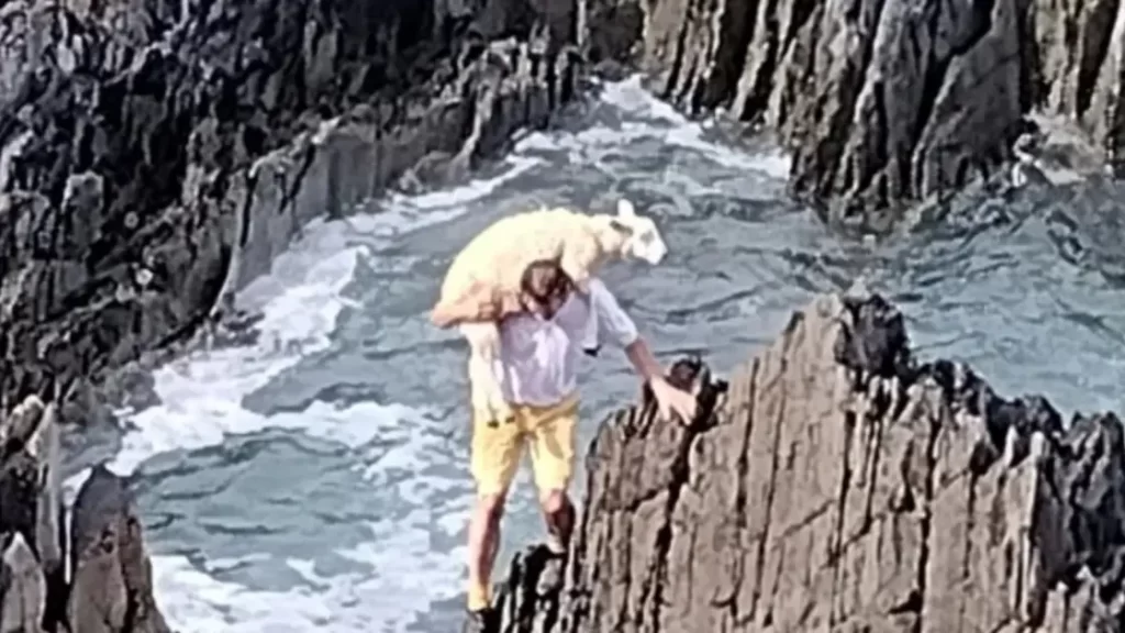 رجل ينقذ خروفا