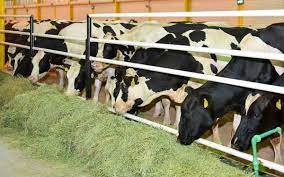 التخفيض في أسعار الأعلاف الموجهة للأبقار الحلوب