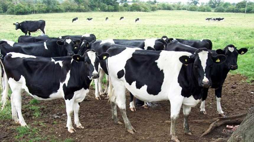 وزارة الفلاحة تمنع توريد الأبقار من هذه البلدان