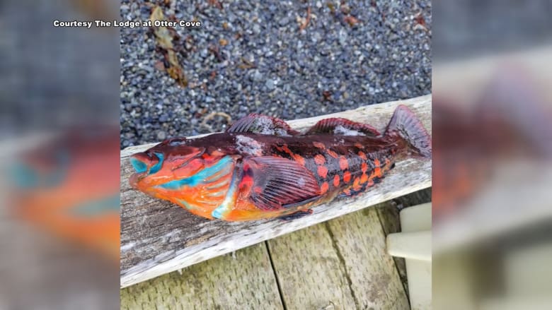 لحمها أزرق.. سمكة غريبة الشكل في ألاسكا (فيديو)
