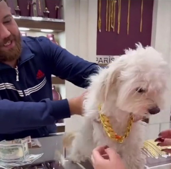 تُهدي كلبها قلادة ذهبية بـ13 مليون دينار بمناسبة عيد ميلاده !