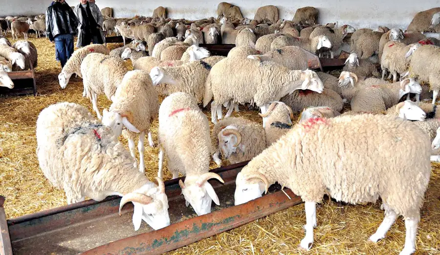 غلق اسواق الماشية في الجزائر والسبب تونس