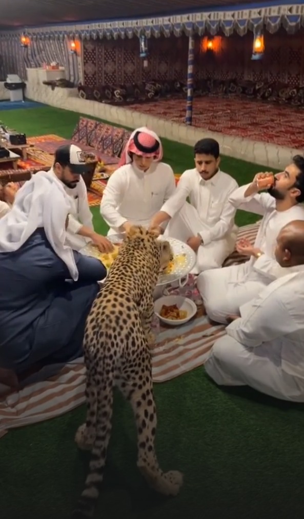 نمر يتناول الكبسة مع شباب سعوديين