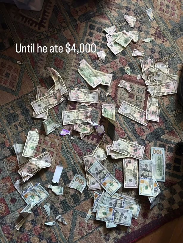 كلب يلتهم 4000 دولار نقدا! (صور)