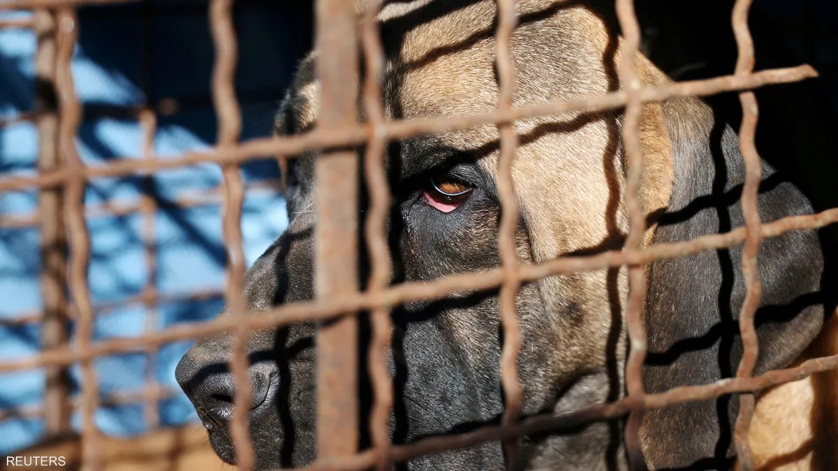 كوريا الجنوبية/ إقرار قانون “تاريخي” بشأن أكل لحم الكلاب